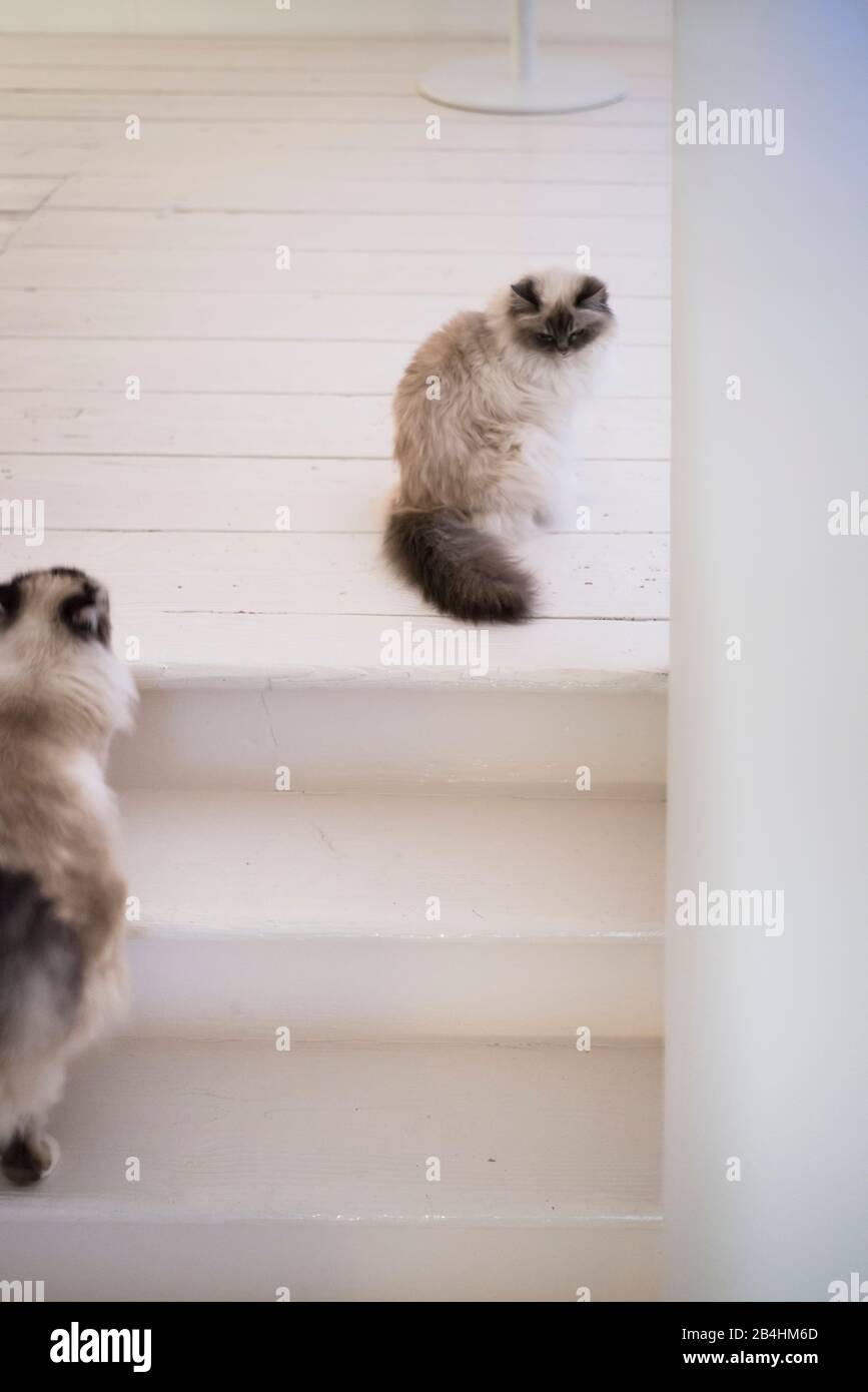 Deux chats Birman sur un escalier dans une salle lumineuse moderne Banque D'Images