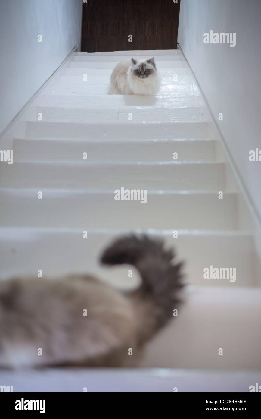 Deux chats Birman sont assis sur des escaliers en bois blanc Banque D'Images