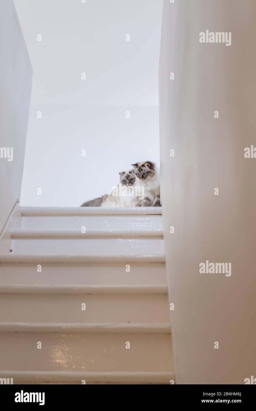 Deux chats Birman sont assis à l'escalier dans une salle lumineuse moderne Banque D'Images