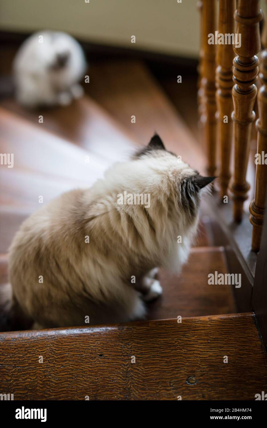 Deux chats Birman sont assis sur un ancien escalier en bois Banque D'Images