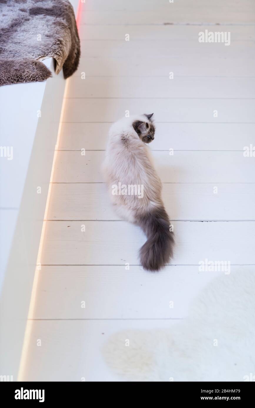 Birman Cat est assis sur un plancher blanc de planche et regarde autour Banque D'Images
