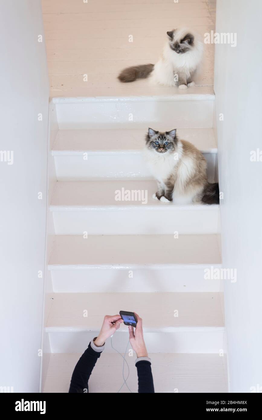 Deux chats Birman sont assis sur des escaliers dans une salle moderne et lumineuse et sont photographiés par des mains féminines à l'aide d'un smartphone Banque D'Images