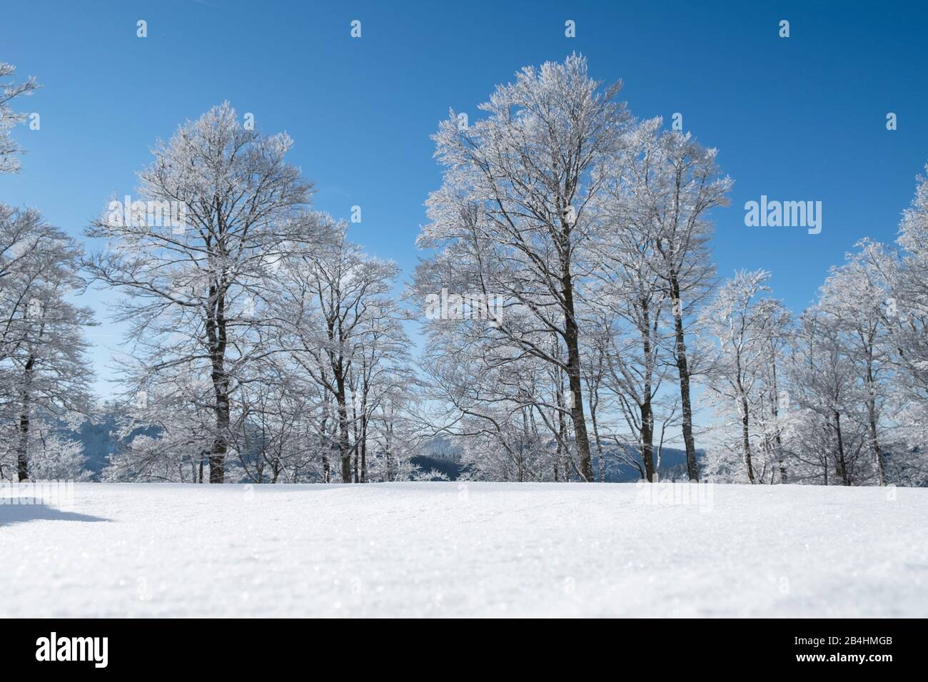 Couverture de neige fermée sur la glade dans la forêt en hiver avec des arbres enneigés devant le ciel bleu dans les Vosges, France Banque D'Images