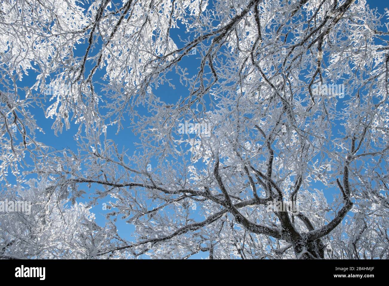 Arrière-plan de Noël ou d'hiver avec des branches enneigées et des