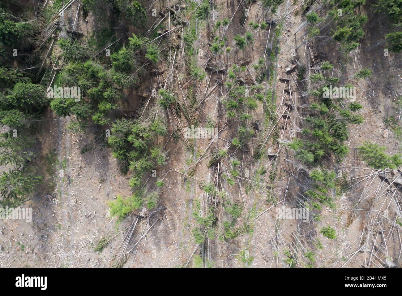 Vue aérienne de Calamité dans la forêt de conifères allemande Banque D'Images
