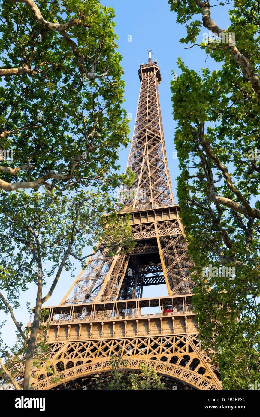 Blick durch Laubbäume im champ du Mars auf den Eiffelturm, Paris, Frankreich, Europa Banque D'Images