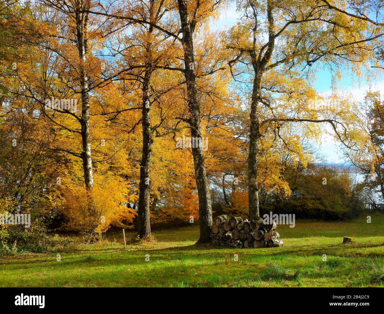 Allemagne, Bavière, Eching am Ammersee, birches, feuilles colorantes, automne Banque D'Images