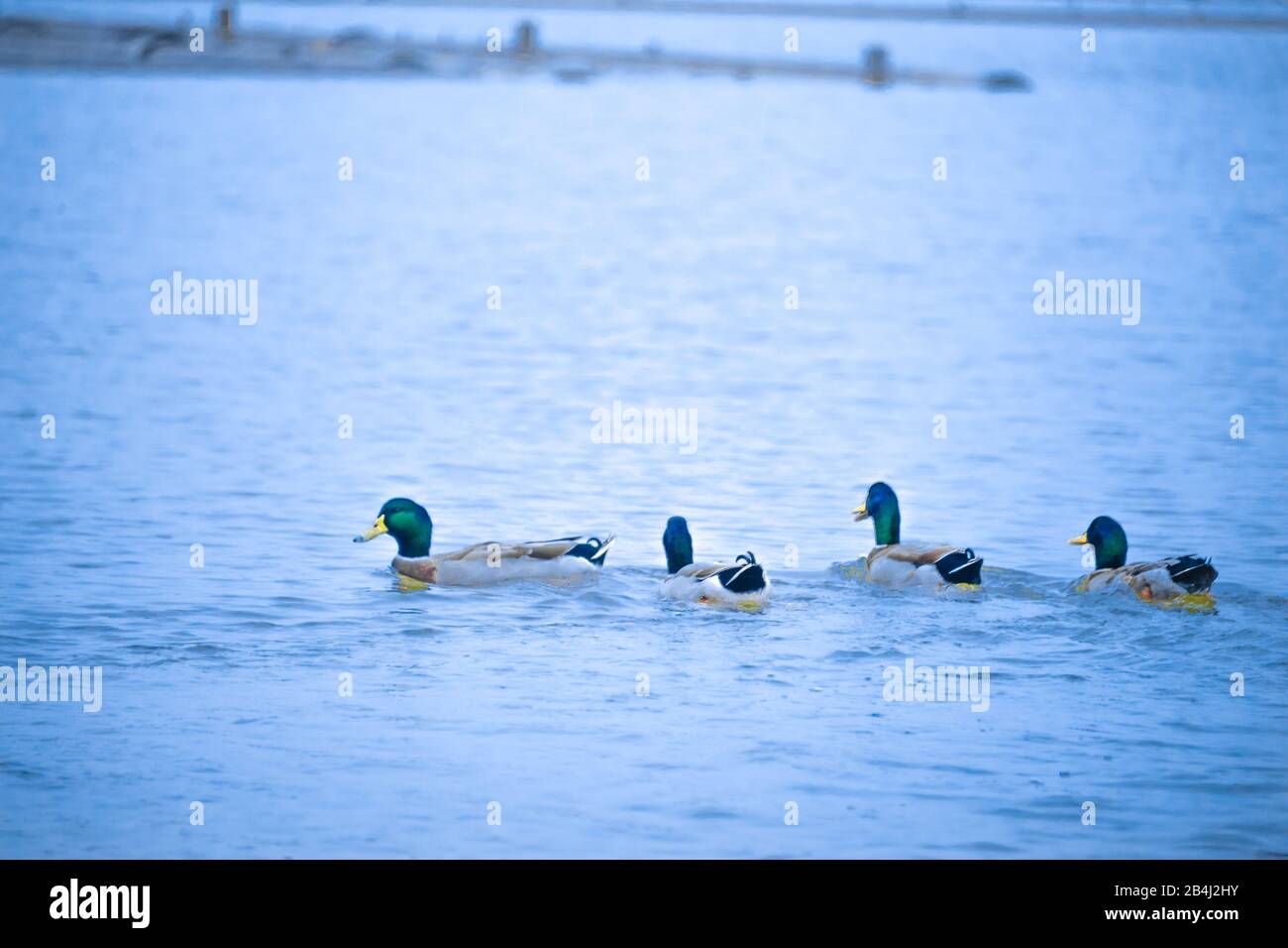 Le canard malard (nom scientifique: Anas platyrhynchos) est une sorte d'oiseau de natation et de grand canard. Banque D'Images