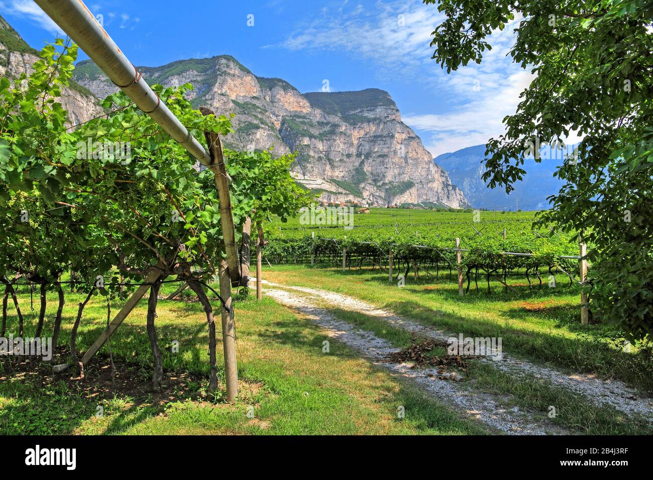 Vignobles sous des falaises abruptes sur la route des vins du Trentin dans la vallée de l'Adige près de Rope della Luna, Trentin, Tyrol du Sud, Italie Banque D'Images