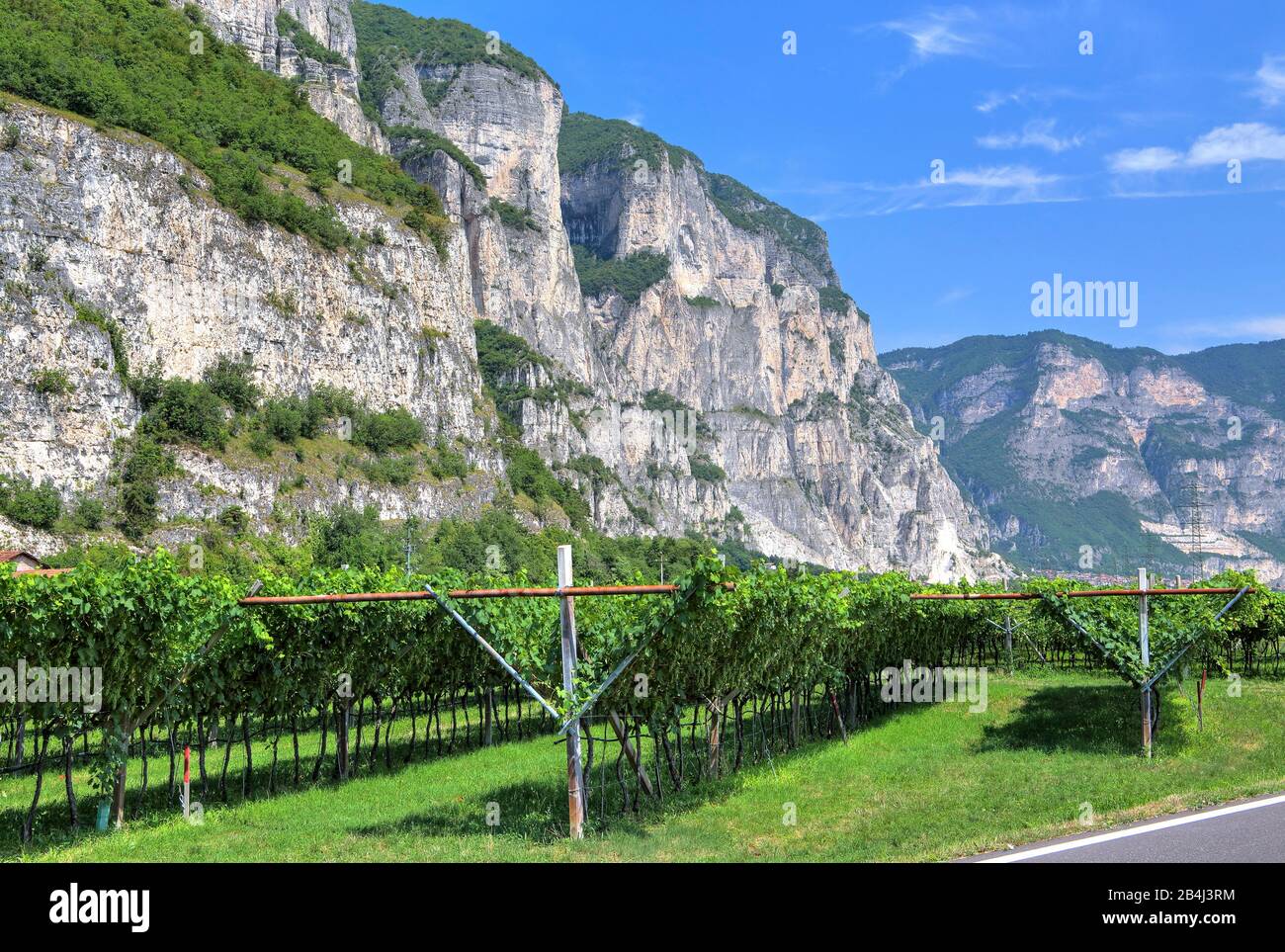 Vignobles sous des falaises abruptes sur la route des vins du Trentin dans la vallée de l'Adige près de Rope della Luna, Trentin, Tyrol du Sud, Italie Banque D'Images