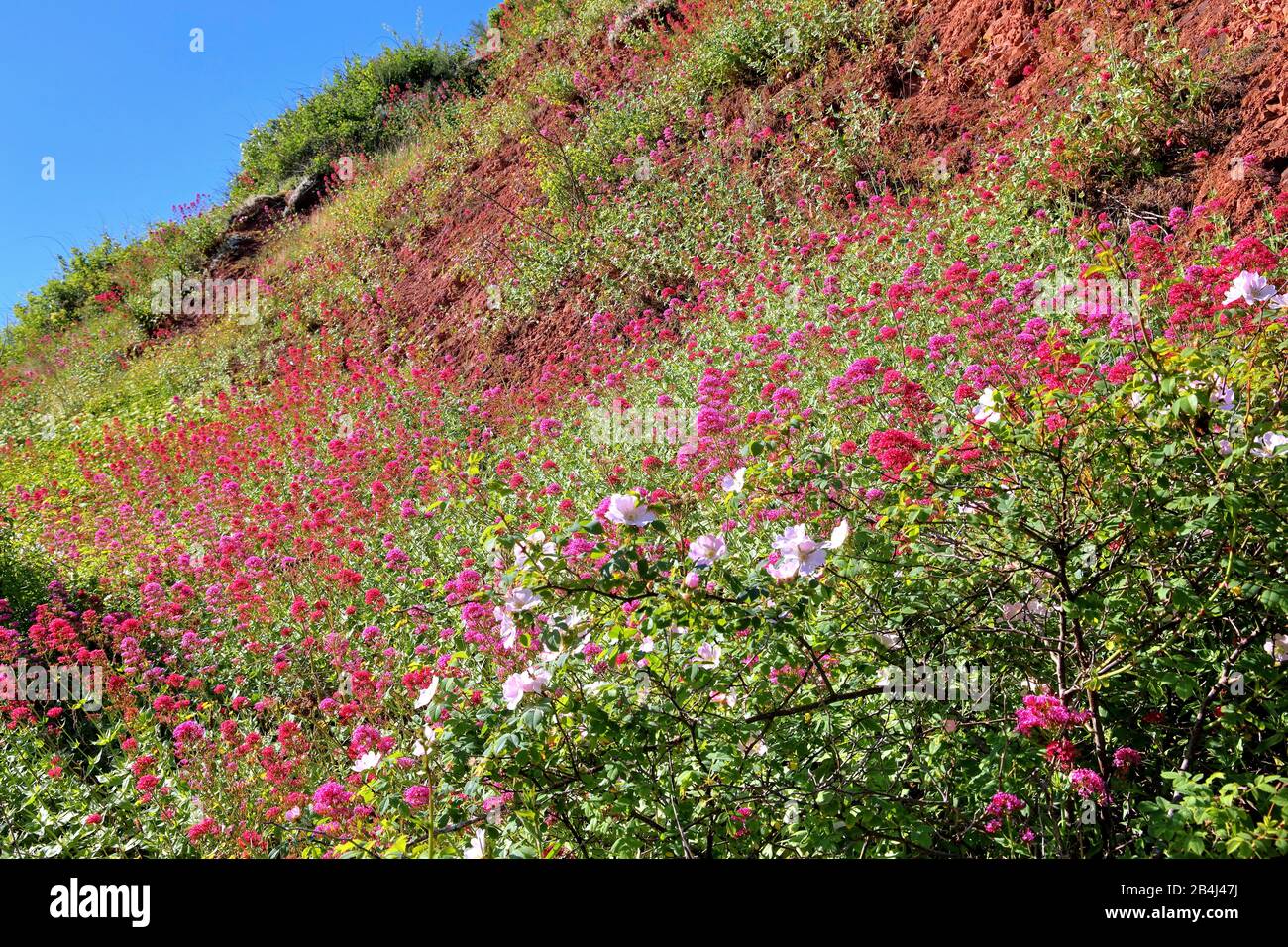 Fleurs sauvages sur l'escarpement oriental d'Helgoland, baie d'Helgoland, Golfe allemande, Île de la Mer du Nord, Mer du Nord, Schleswig-Holstein, Allemagne Banque D'Images