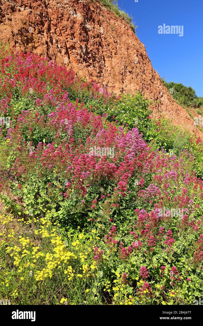 Fleurs sauvages sur l'escarpement oriental d'Helgoland, baie d'Helgoland, Golfe allemande, Île de la Mer du Nord, Mer du Nord, Schleswig-Holstein, Allemagne Banque D'Images