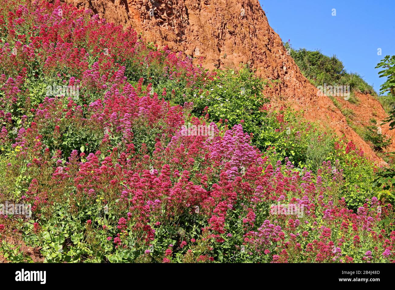 Fleurs sauvages sur l'escarpement oriental d'Helgoland, baie d'Helgoland, Golfe allemande, Île de la Mer du Nord, Mer du Nord, Schleswig-Holstein, Allemagne Banque D'Images
