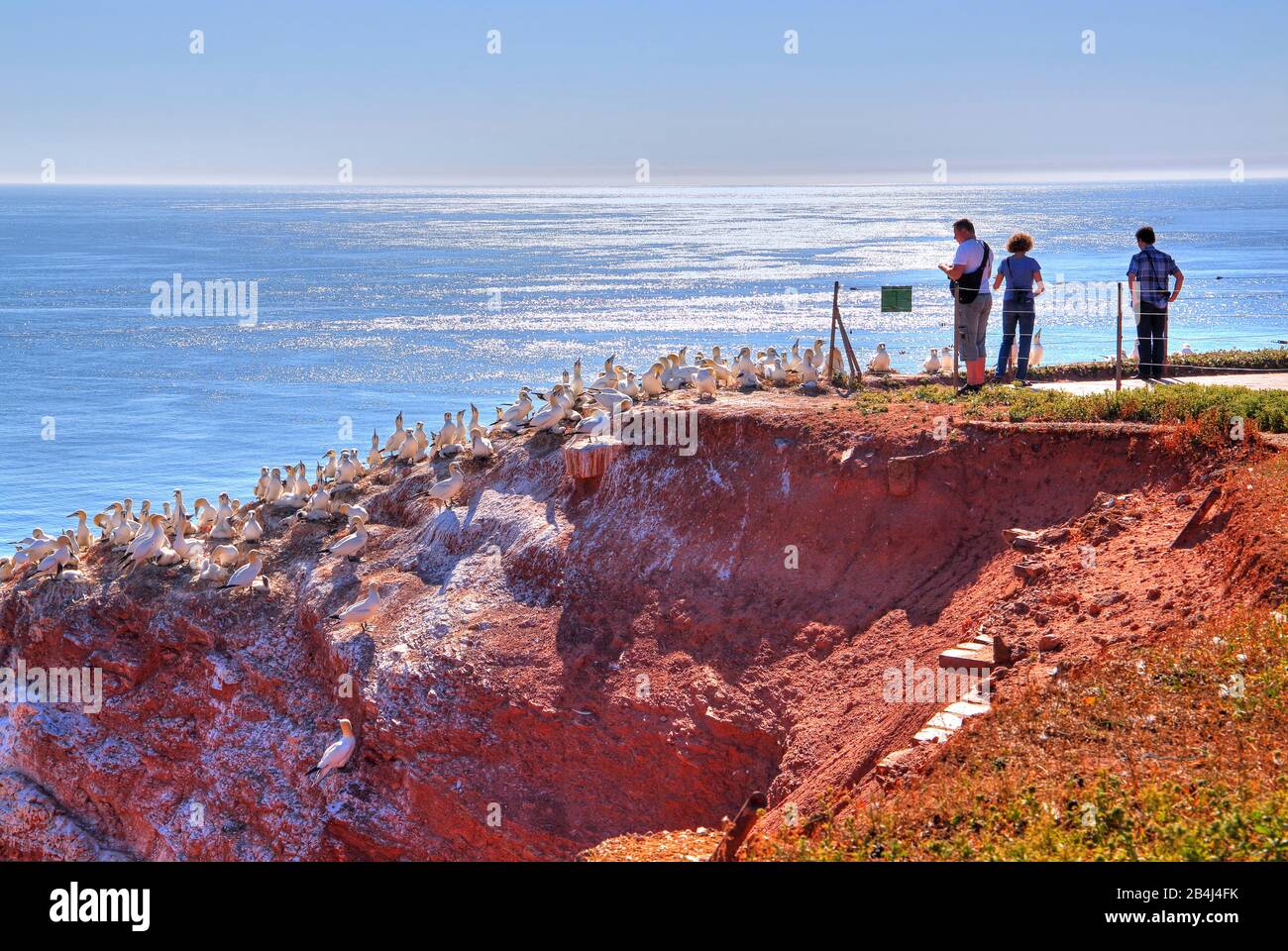 Oiseaux de mer, Gannets sur la falaise occidentale avec point de vue, Heligoland, baie d'Heligoland, Golfe allemande, île de la Mer du Nord, Mer du Nord, Schleswig-Holstein, Allemagne Banque D'Images