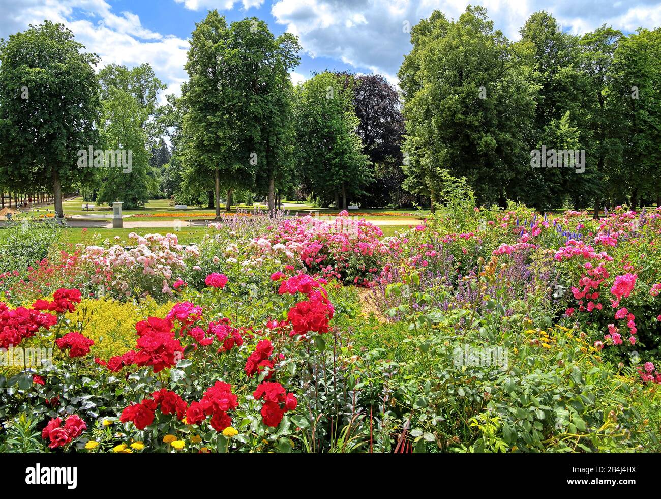 Palaisgarten Rosengarten dans le parc thermal Bad Pyrmont, Staatsbad Emmertal, Weserbergland, Basse-Saxe, Allemagne Banque D'Images