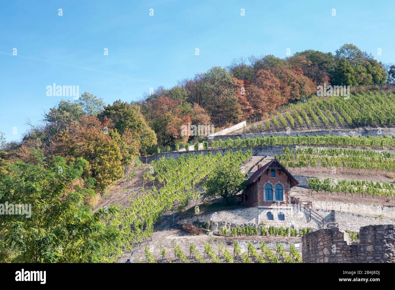 Deutschland, Sachsen-Anhalt, Freyburg, Blick auf einen Weinberg à Freyburg, dem nördlichsten Weinbaugebiet Deutschlands. Banque D'Images