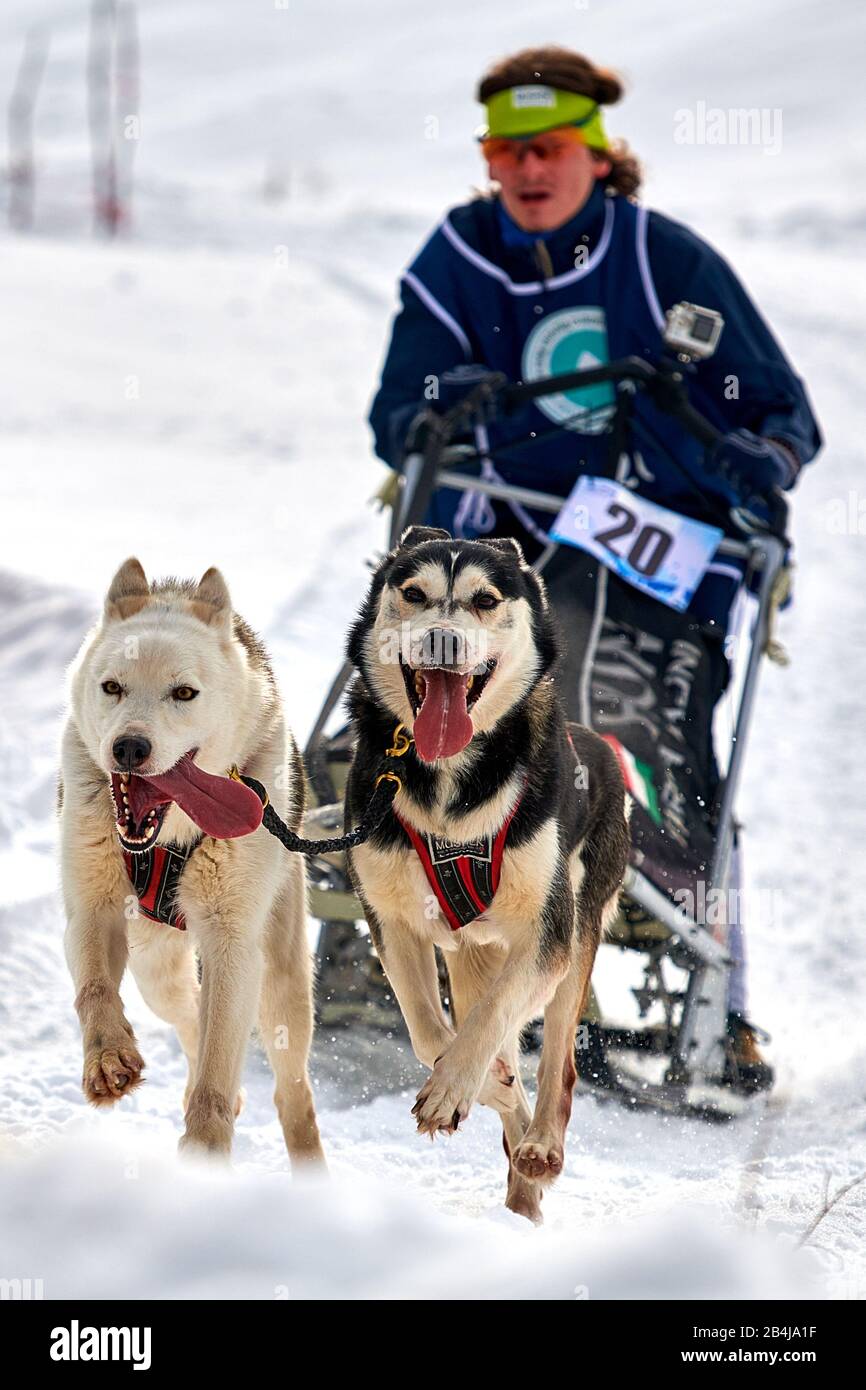 Tusnad, ROUMANIE - 02 février 2019: Un homme non identifié participant au concours gratuit de course de traîneau à chiens avec des chiens.la masher de Sportswoman fait du traîneau à chiens sur un Banque D'Images