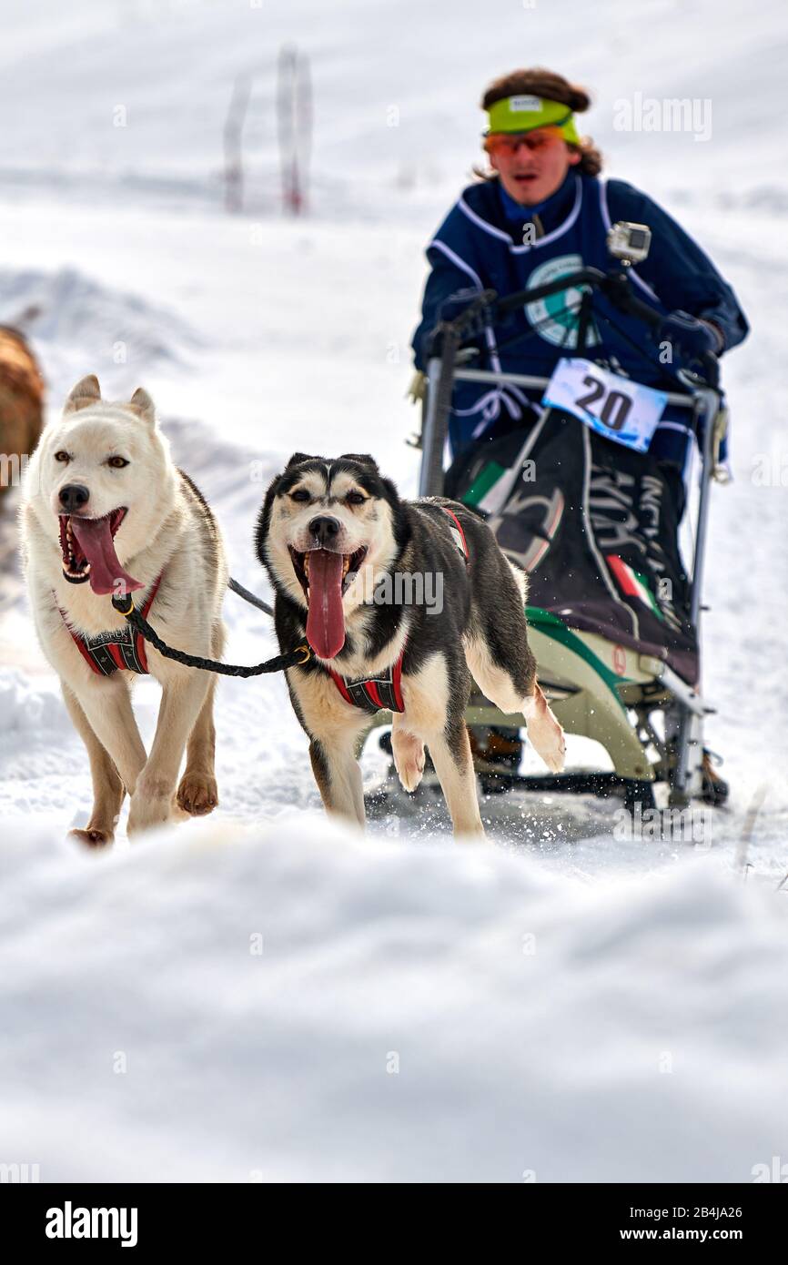 Tusnad, ROUMANIE - 02 février 2019: Un homme non identifié participant au concours gratuit de course de traîneau à chiens avec des chiens.la masher de Sportswoman fait du traîneau à chiens sur un Banque D'Images