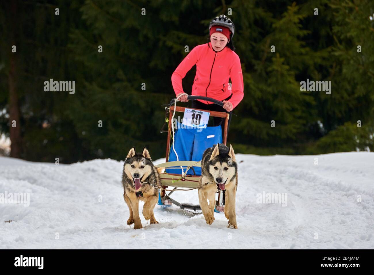 Tusnad, ROUMANIE - 02 février 2019: Une femme non identifiée participant au concours gratuit de course de traîneau à chiens avec des chiens.la masher de Sportswoman fait du traîneau à chiens Banque D'Images