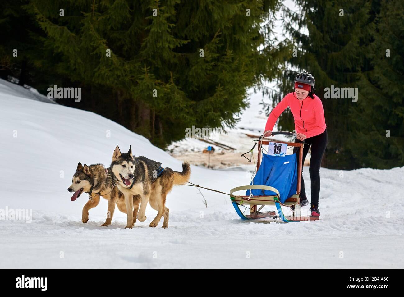 Tusnad, ROUMANIE - 02 février 2019: Une femme non identifiée participant au concours gratuit de course de traîneau à chiens avec des chiens.la masher de Sportswoman fait du traîneau à chiens Banque D'Images