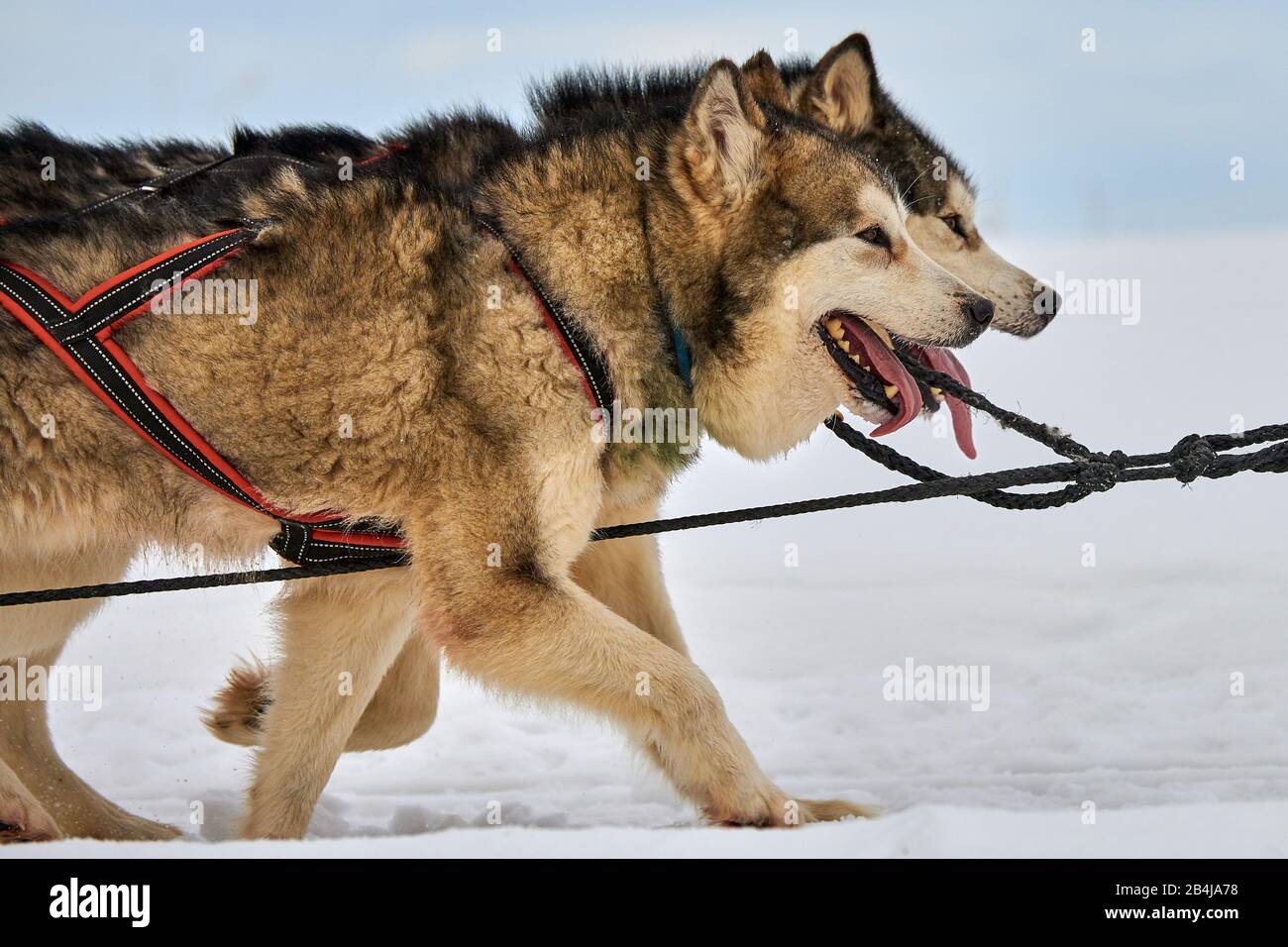 Chiens Husky de Sibérie à l'extérieur, Portrait d'un chien husky participant au concours de course de traîneau à chiens Banque D'Images