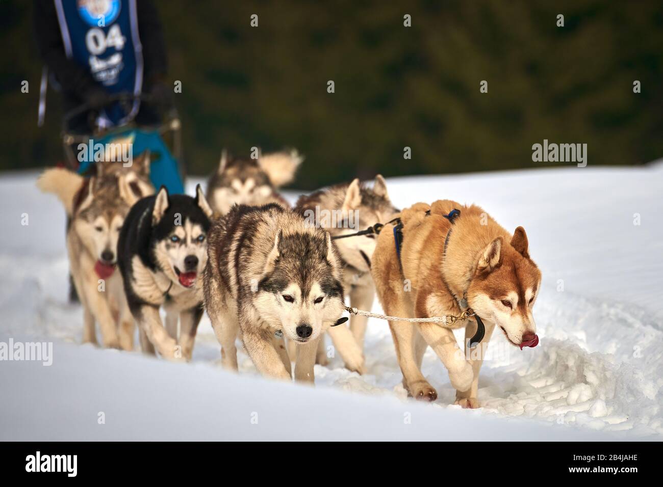 Chiens Husky de Sibérie à l'extérieur, Portrait d'un chien husky participant au concours de course de traîneau à chiens Banque D'Images