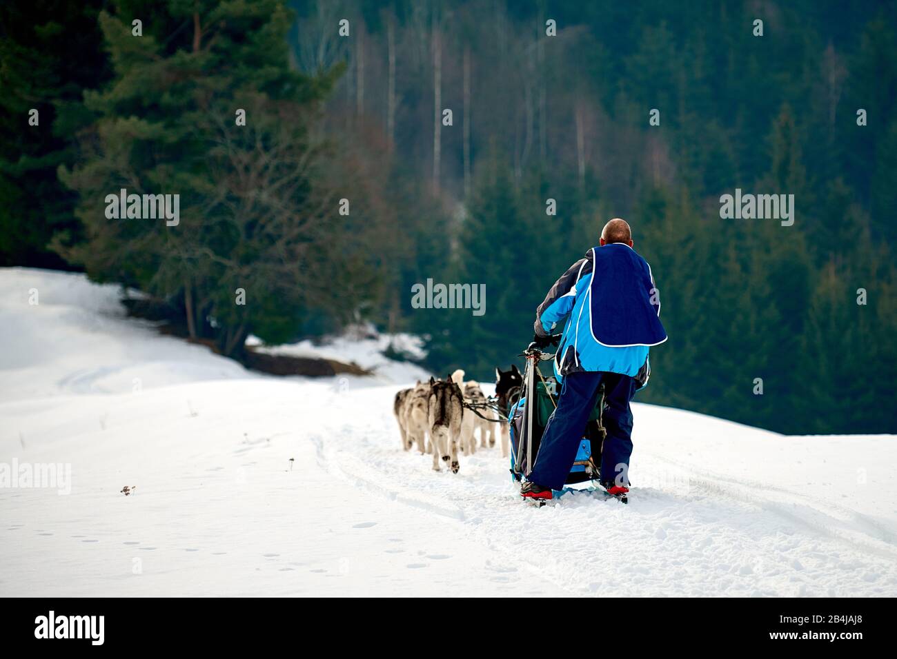 La comédie musicale sportive fait du traîneau à chiens une journée ensoleillée sur la neige lors de la compétition d'hiver à Tusnad, en Roumanie Banque D'Images