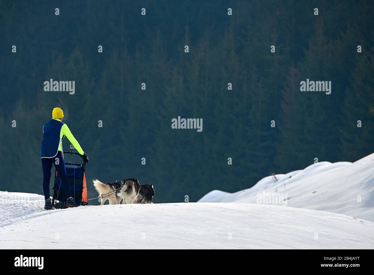 La comédie musicale sportive fait du traîneau à chiens une journée ensoleillée sur la neige lors de la compétition d'hiver à Tusnad, en Roumanie Banque D'Images