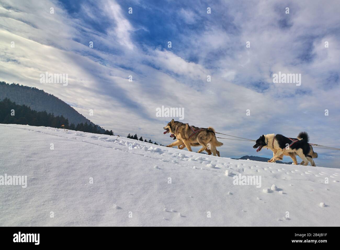 La comédie musicale sportive fait du traîneau à chiens une journée ensoleillée sur la neige lors de la compétition d'hiver à Tusnad, en Roumanie Banque D'Images