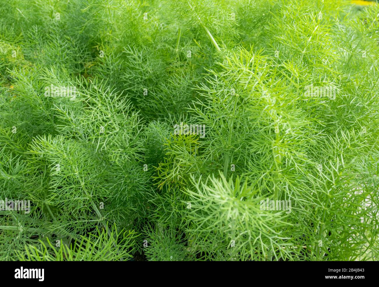 Fenouil (Foeniculum vulgare) dans une pépinière, Bussolengo, Vénétie, Italie Europe Banque D'Images