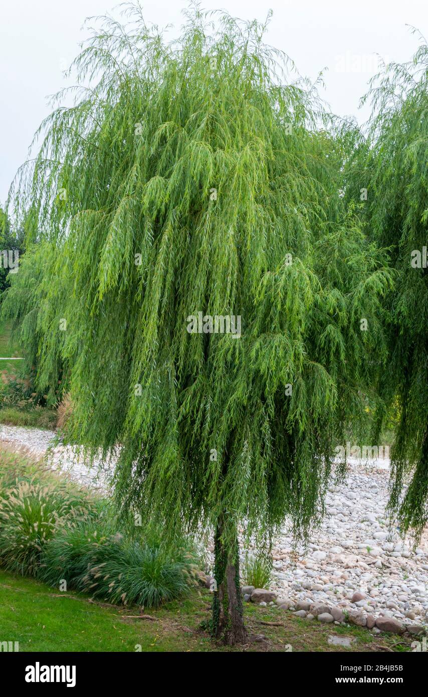 Saule Pleuré (Salix Babylonica), Castelnuovo, Vénétie, Italie, Europe Banque D'Images