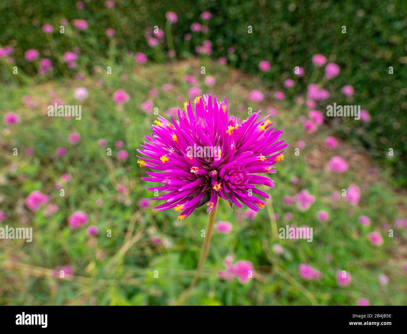 Globe-macareux rose chaud, Gomphrena pulchella, Castelnuovo, Italie, Europe Banque D'Images
