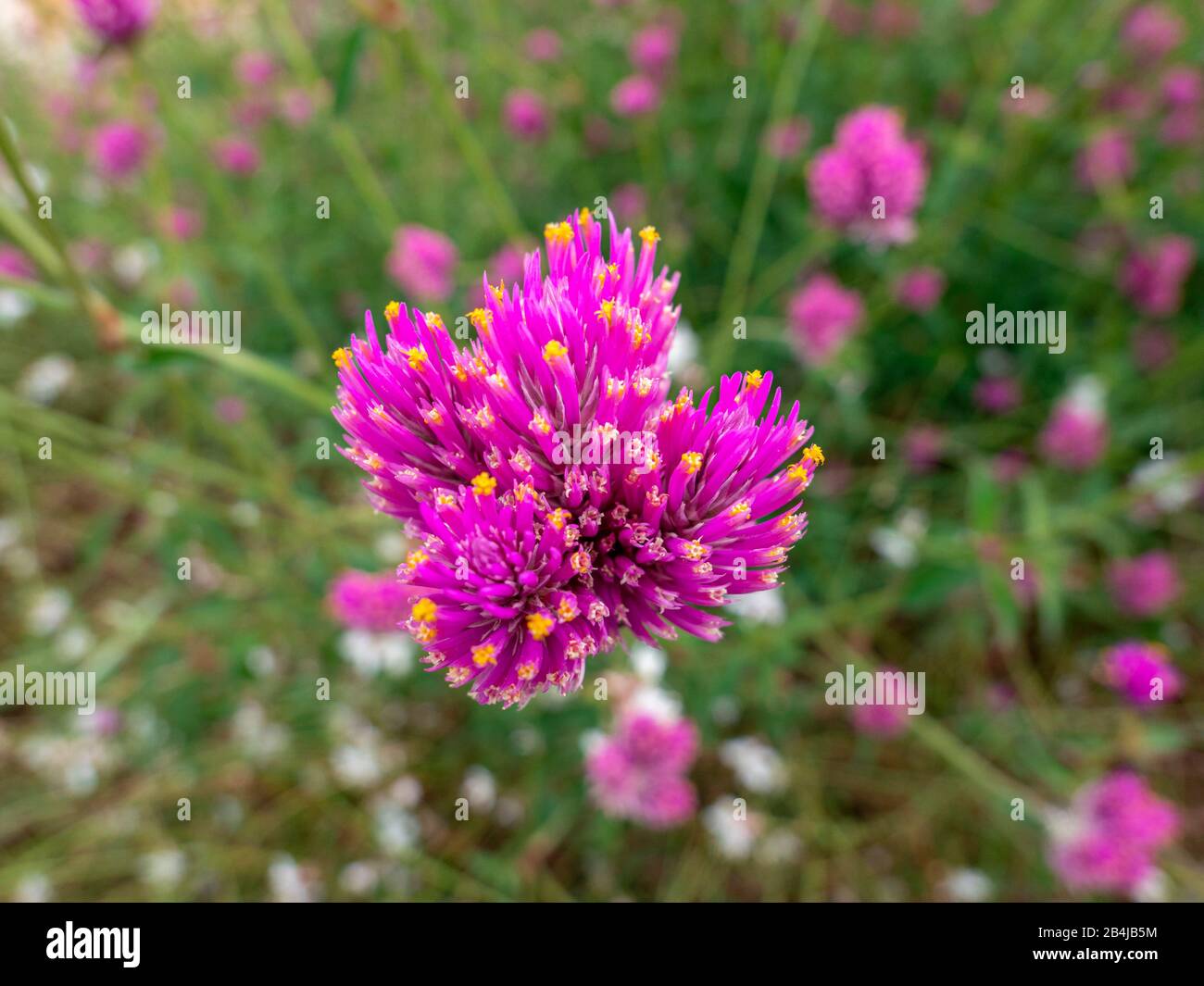 Globe-macareux rose chaud, Gomphrena pulchella, Castelnuovo, Italie, Europe Banque D'Images