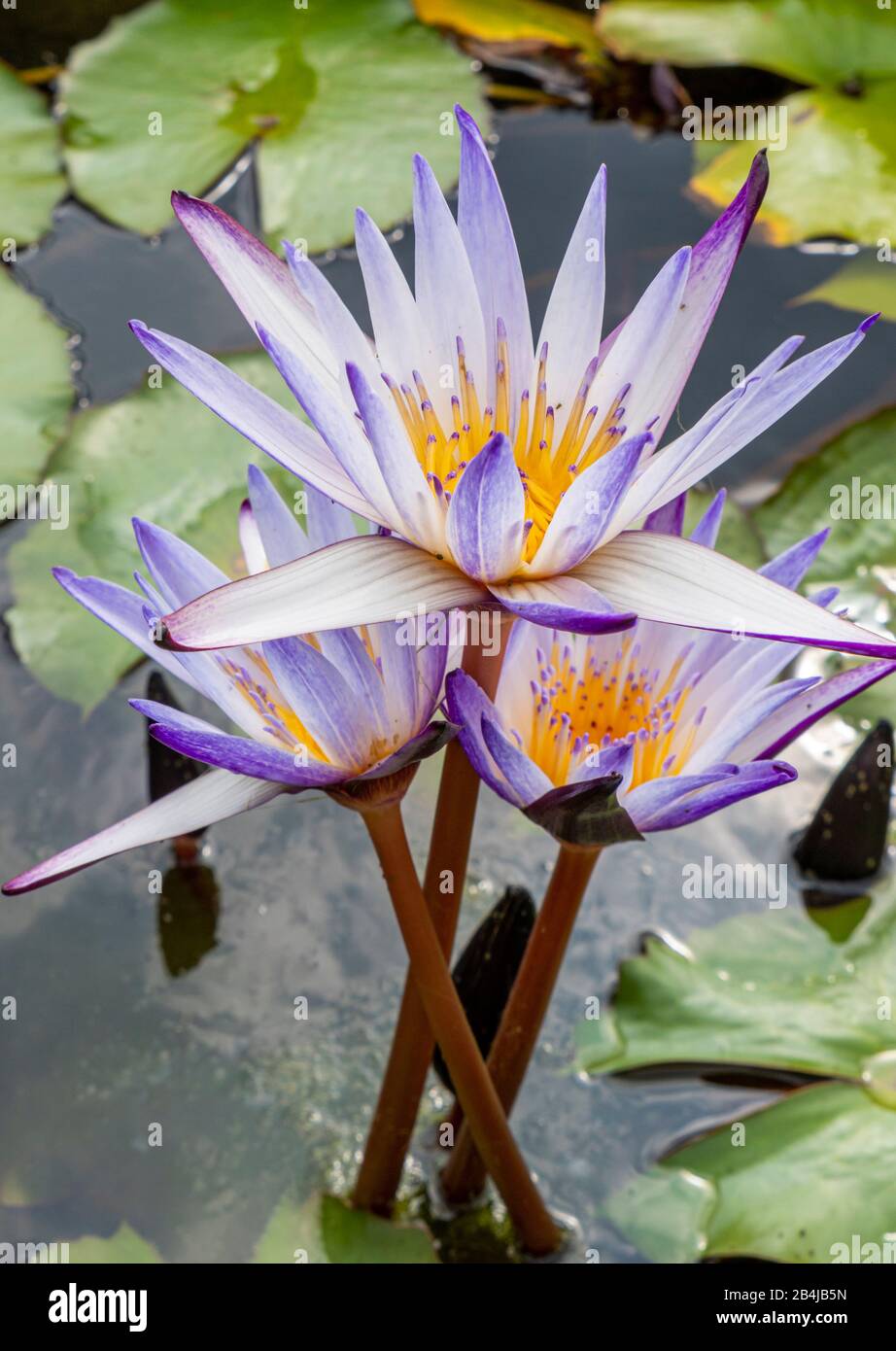 Lilas de l'eau du Cap (Nymphea capensis), Nymphée dans un étang, Valeggio sul Mincio, Vénétie, Italie Banque D'Images