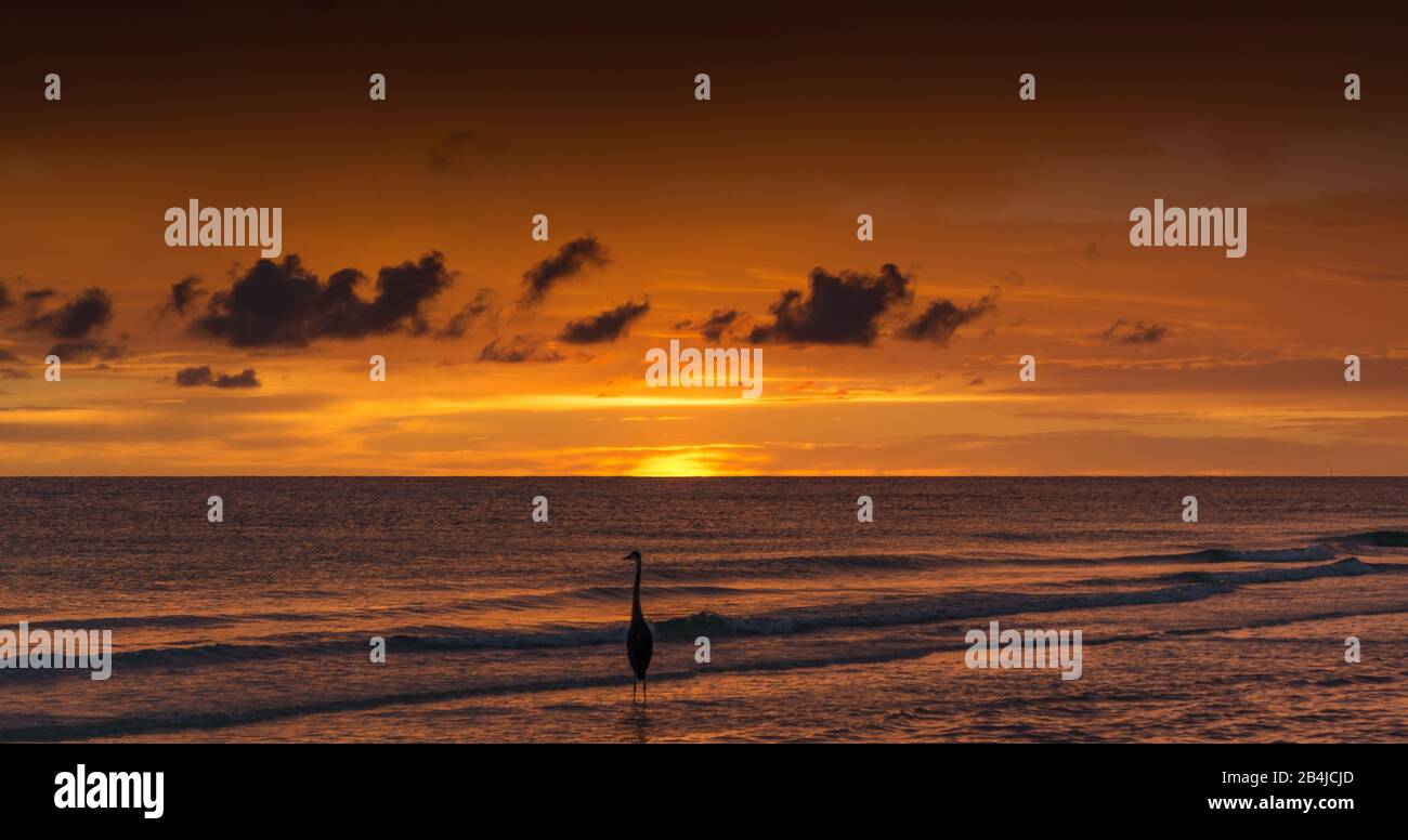 Coucher de soleil serein à Siesta Key Beach à Sarasota, Floride avec un héron debout dans les eaux calmes du golfe sous un ciel orange vibrant. Banque D'Images
