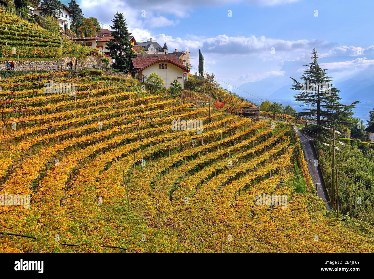 Vignoble au bord du village au-dessus de la vallée de l'Adige, Dorf Tirol, Burggrafenamt, Tyrol du Sud, Italie Banque D'Images
