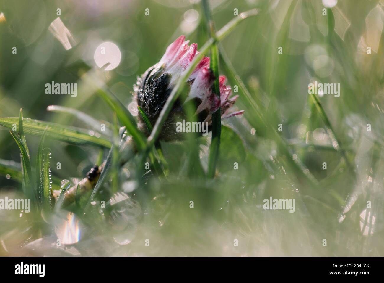 Marguerite montante dans un pré humide, gros plan, Bellis perennis Banque D'Images