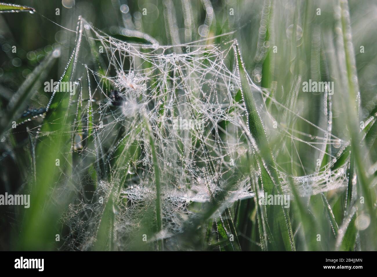 Toile d'araignée avec gouttes d'eau, gros plan Banque D'Images