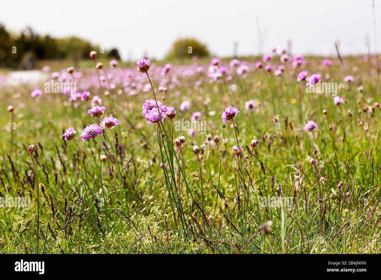 Mer Baltique, Rügen, Cap Arkona, pâturage, fleur de champs-veuve Banque D'Images