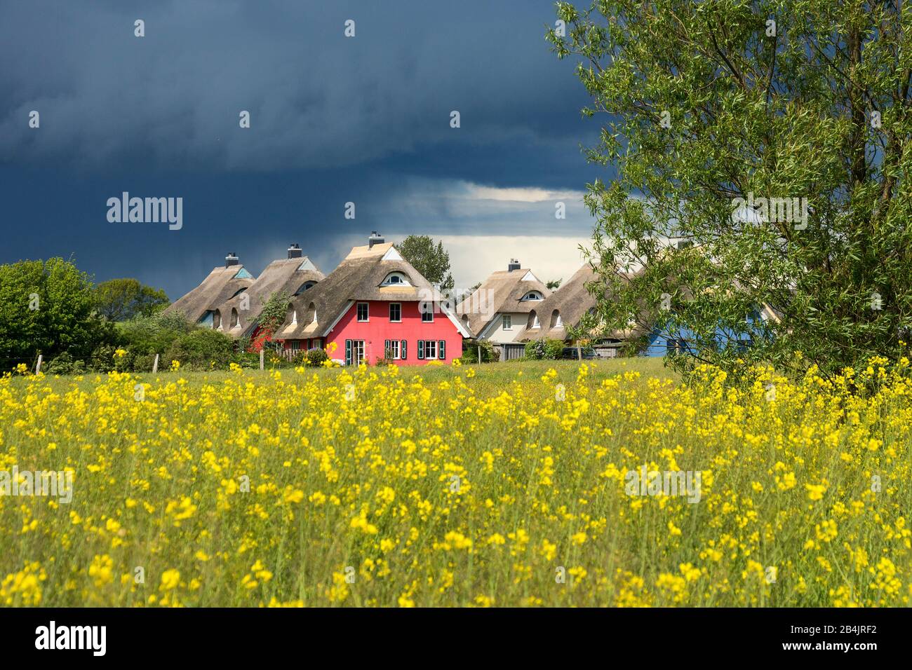 Fischland-Darss, Landschaft zwischen Ahrenshoop und Wustrow, Gewitterstimmung, ortstypische Ferienhäuser, Farbkontrast Banque D'Images