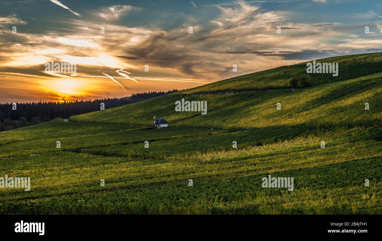 Vignes en automne près de Martinsthal dans le Rheinhau près d'Eltville, ambiance de soirée en octobre avec de riches vignes rouges et jaunes, Golden octobre sous le Rauenthaler Höhe, Banque D'Images