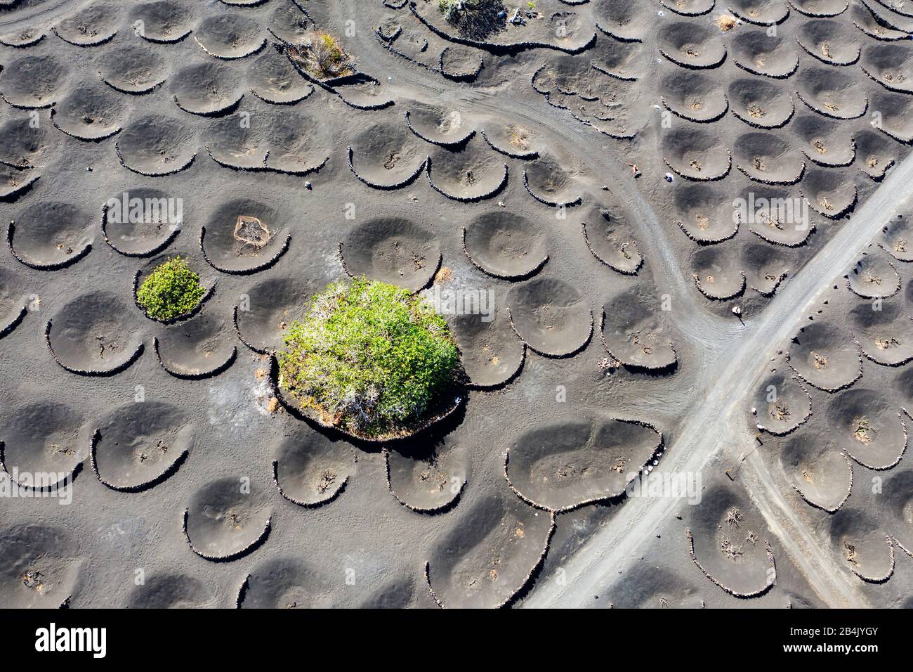 Vignes dans les entonnoirs et figuiers, région viticole la Goria, à Yaiza, enregistrement de drone, Lanzarote, îles Canaries, Espagne Banque D'Images