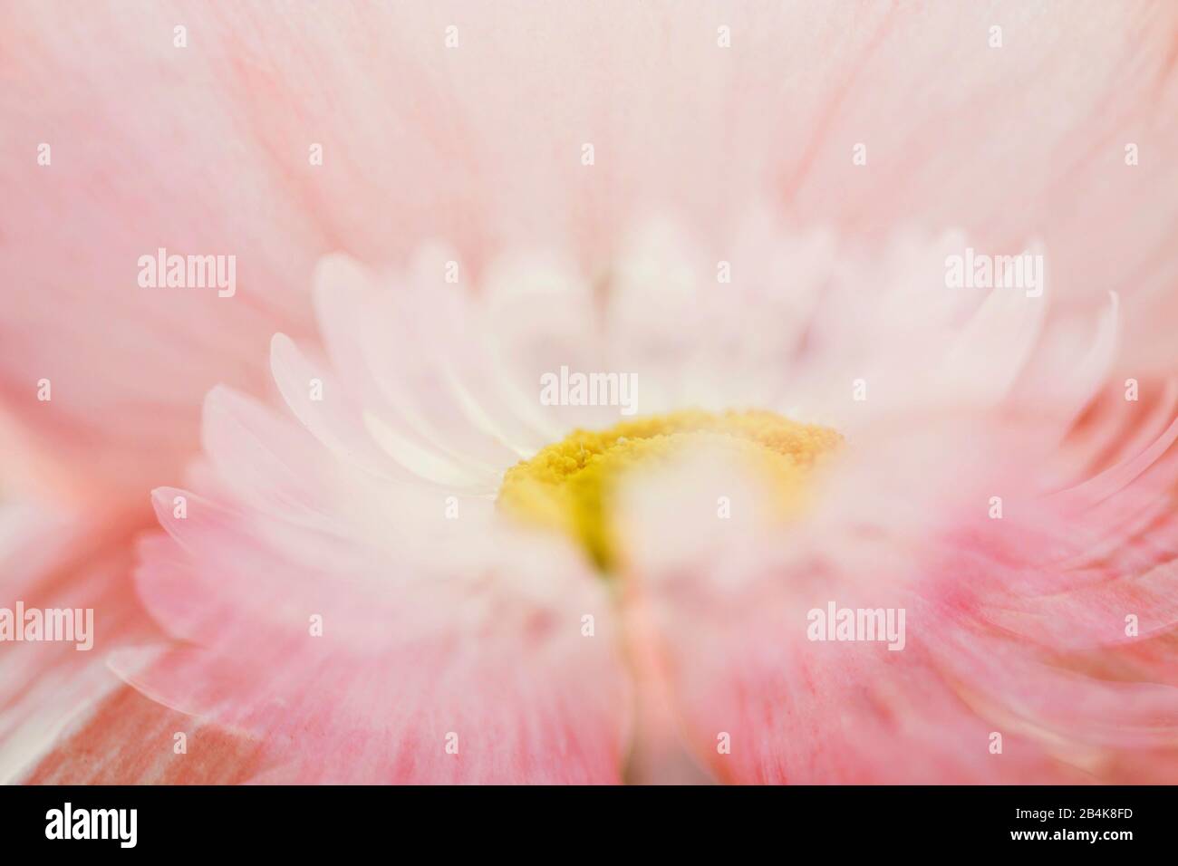 Fleur de dahlia rose, détail, aliéné, dahlia Banque D'Images
