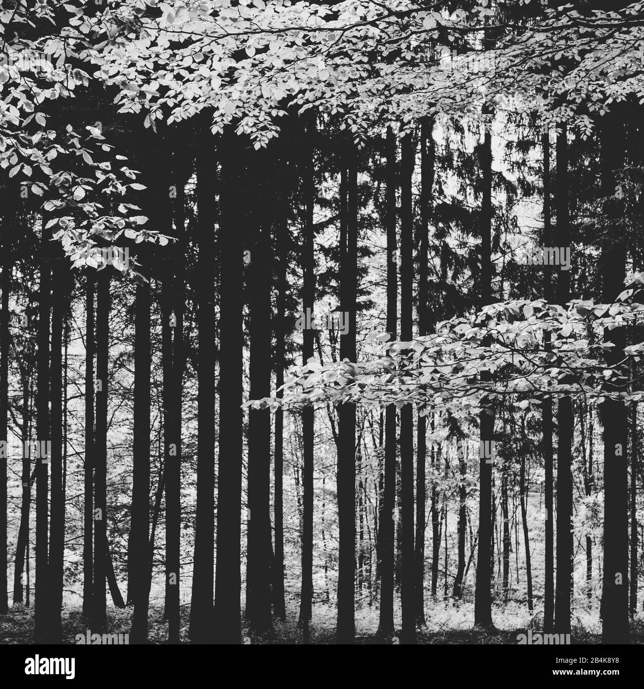 Arbres à feuilles caduques dans la forêt, noir et blanc Banque D'Images