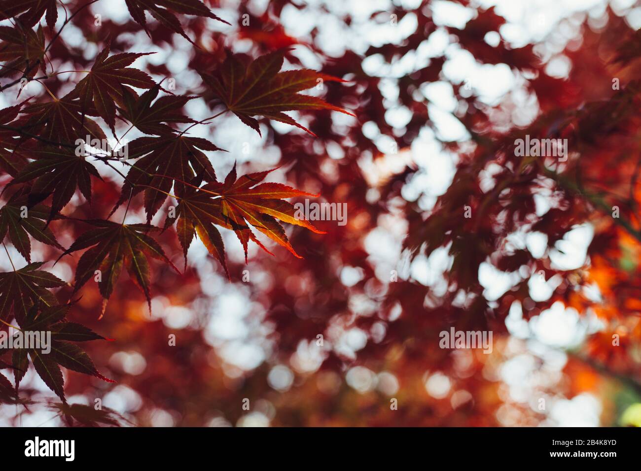 Érable à ventilateur rouge en automne, gros plan, Acer japonicum Banque D'Images