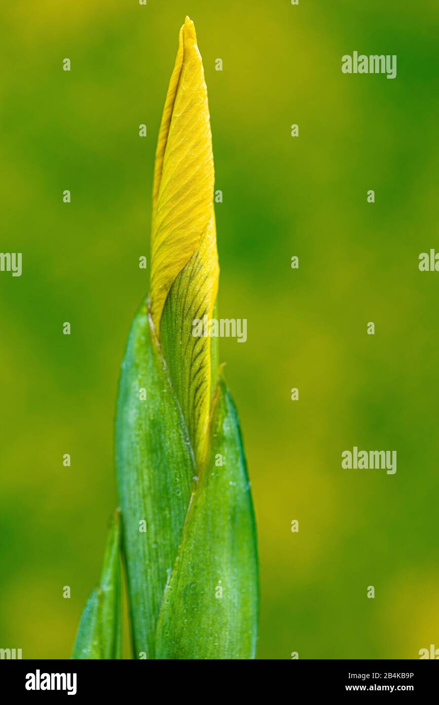 Iris Marécageux, Iris Aquatique, Iris Jaune, Pseudacorus Iris, Blossom, Bud Banque D'Images