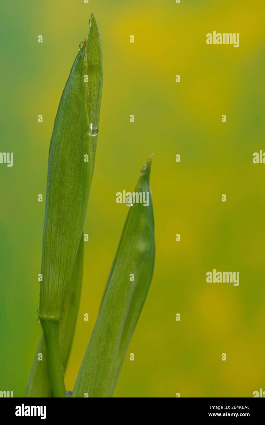 Swamp Iris, Water Iris, Yellow Iris, Iris Pseudacorus, Bourgeons Banque D'Images