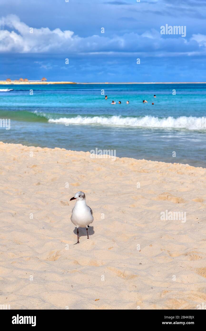 Oiseaux mouettes sur la plage de sable de la côte des Caraïbes de Cancun, Mexique, avec nageurs sur fond marin et espace de copie. Banque D'Images