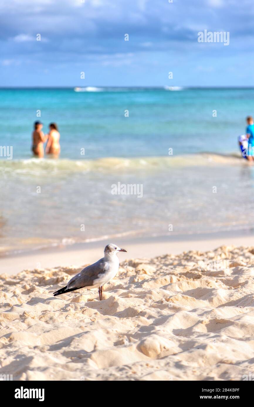 Oiseaux mouettes sur la plage de sable de la côte des Caraïbes de Cancun, Mexique, avec nageurs sur fond marin et espace de copie. Banque D'Images