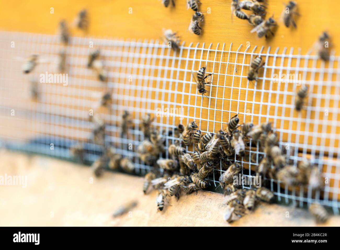 Abeilles miel (Apis mellifera) au trou d'entrée d'une ruche Banque D'Images